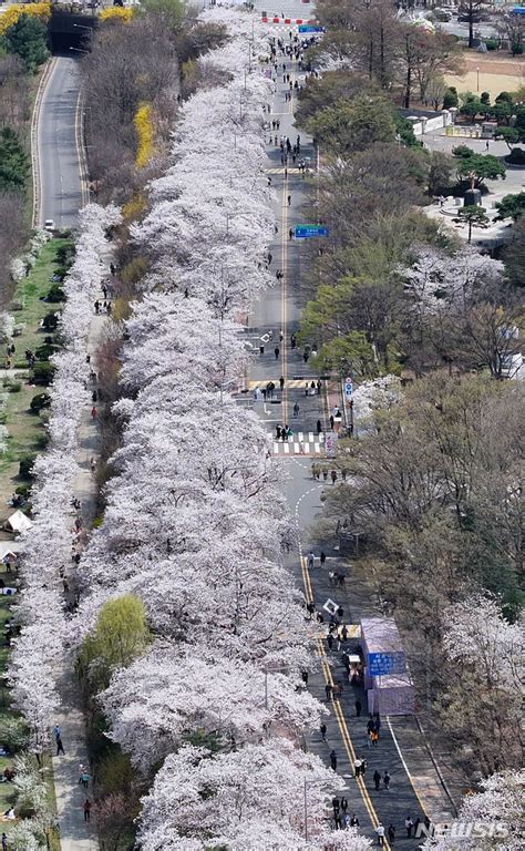 汝矣島のサクラは満開 Chosun online 朝鮮日報