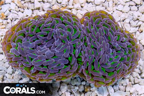 Branching Hammer Australia Neon Stems Purple Tips Huge Heads