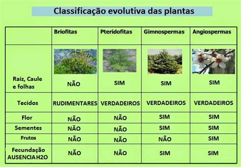 Grupo De Plantas - Evolução das plantas | A Biologia para todos - Vivendo a Bio