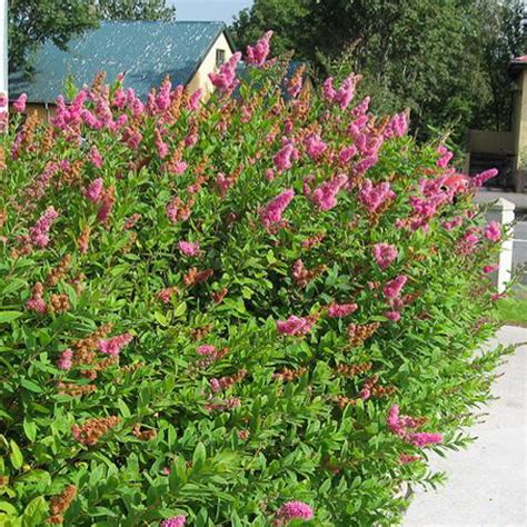 Купить Спирея Дугласа. Spiraea douglasii саженцы | PLANTE.md