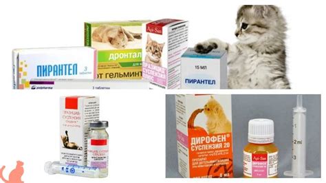 У кота понос с кровью: первая помощь, причины, последствия