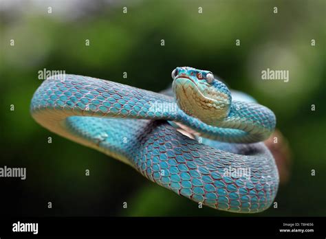 Pit Viper Striking