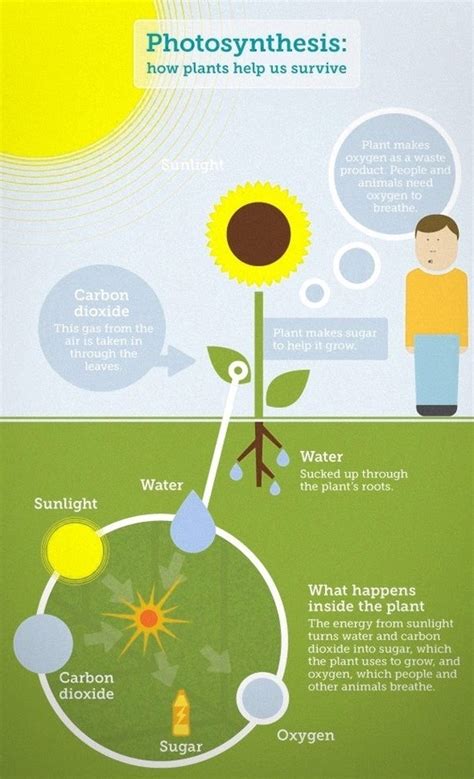 Photosynthesis diagram - Ygraph