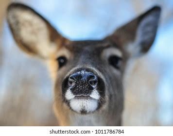 Deer Nose Royalty-Free Images, Stock Photos & Pictures | Shutterstock