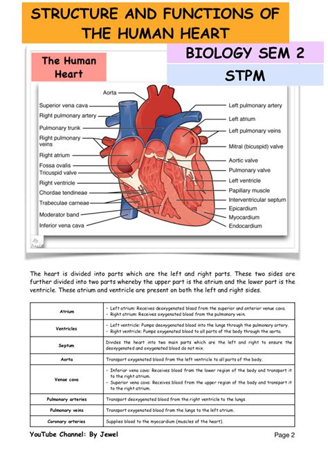 Isovolumetric Contraction Is Associated With Which Cardiac Cycle Phase