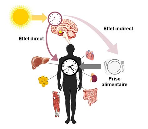 Les Rythmes Biologiques Cophysiologie Volutive