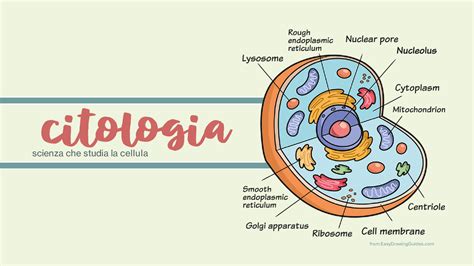 Citologia Descrizione Della Cellula E Dei Suoi Organuli Schemi E