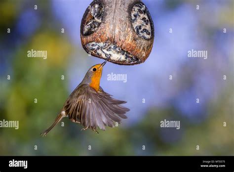 Robin Flying Stock Photos & Robin Flying Stock Images - Alamy