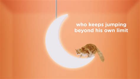 iams cat  behance