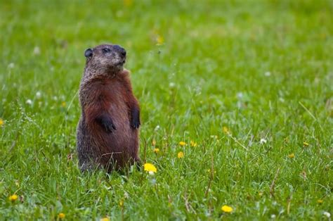 Groundhogs are skilled diggers that create elaborate burrows and ...