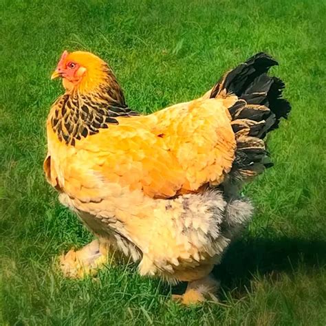 Buff Brahma Chicks - Chicken Breeds Farm