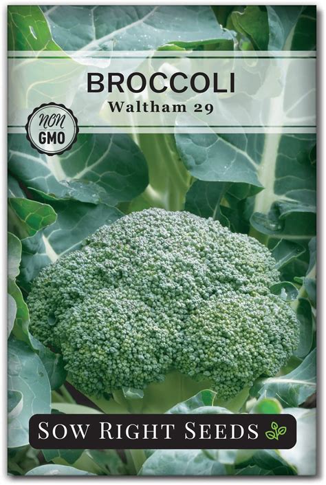 Amazon.com : Packman Hybrid F1 Broccoli Seeds - You can Grow it All