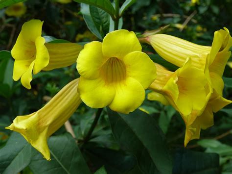 P Bush Allamanda Allamanda Schottii Flickr