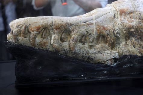 Peru Unveils Ancient Whale Fossil Found Last Year In Desert Daily Sabah