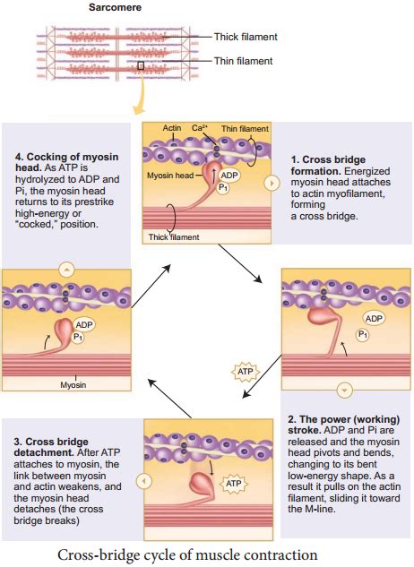 Mechanism of Muscle Contraction