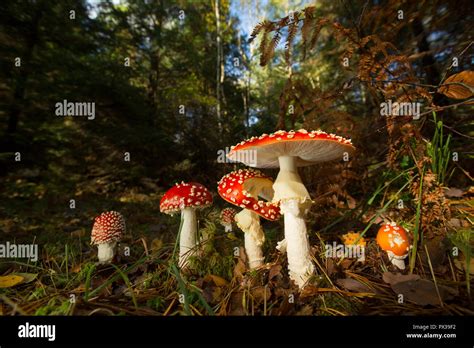 Fly Agaric Toadstools Amanita Muscaria Growing In Woodlands In The