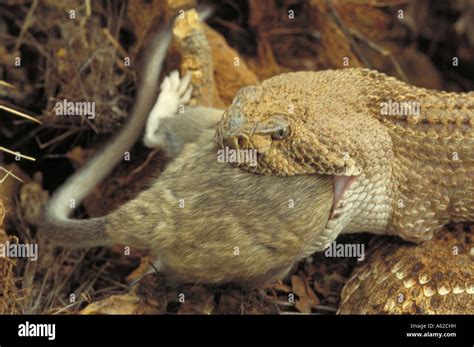 Western Diamondback Rattlesnake Eating