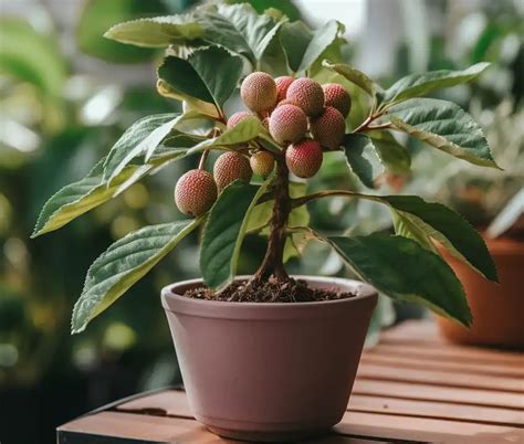 How To Grow Lychee From Seeds Sharingideas Me