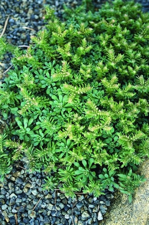 Learn About Sedum Glaucophyllum Coll A2va 063 Cliff Stonecrop