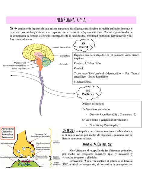 Solution Neuroanatomia Anatom A Studypool