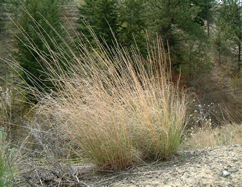 Bluebunch Wheatgrass – Forage U-Pick