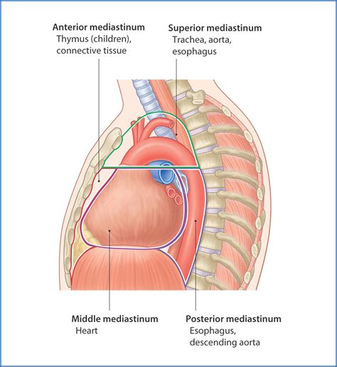 Mediastinum Anatomy