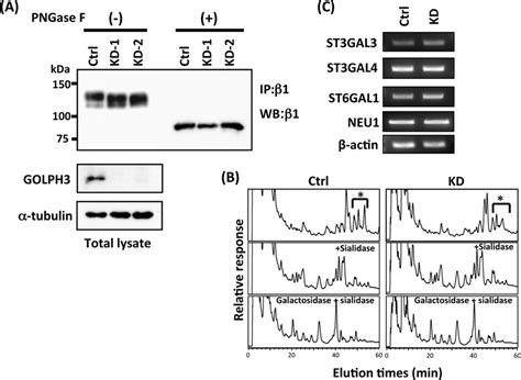 Alteration Of N Glycosylation In Golph Knockdown Cells A Total