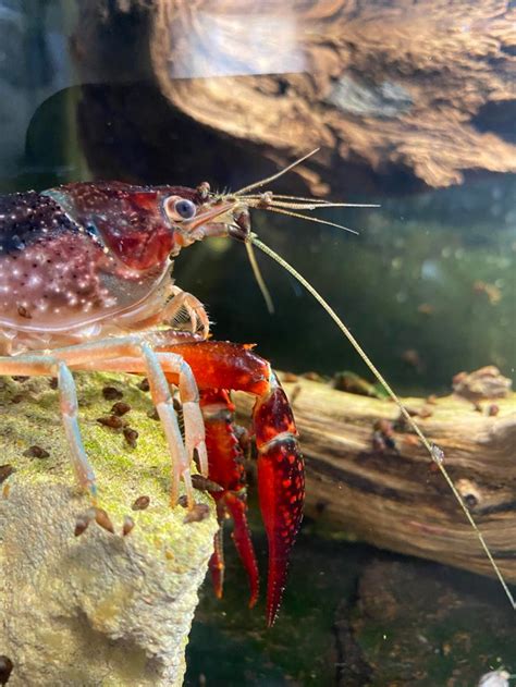 How Louisiana’s Biggest Crawfish Farm Sells Three Million Pounds of ...