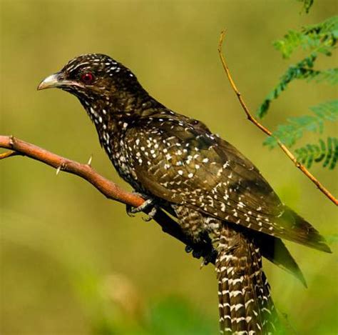 Asian Western Koel Birds Of India Bird World