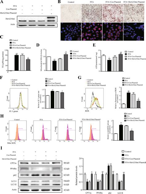 HtrA2 Omi Mitigates NAFLD In High Fat Fed Mice By Ameliorating