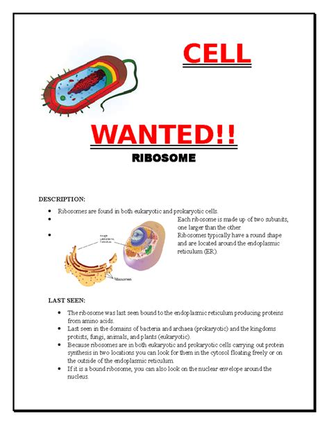 Cell Wanted Graphic Explaining How The Ribosomes Work In A Cell And