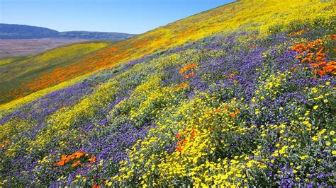 Why Californias Super Bloom Is Under Siege Vogue