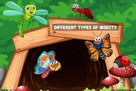 Different Types of Insects - Remember Animals