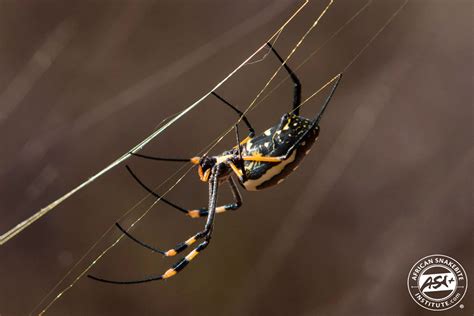 Golden Orb Spider African Snakebite Institute