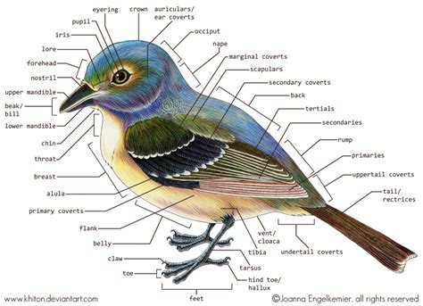 bird external anatomy illustration