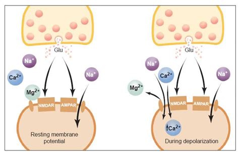 Figure 1 A Simple Model Of Nmdareceptors