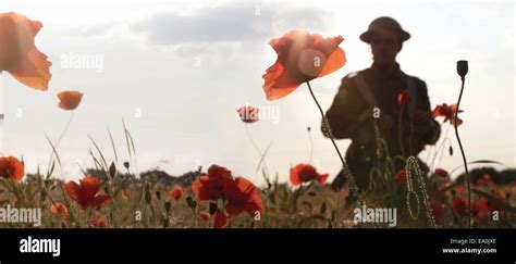 WW1 soldier in poppy field Stock Photo - Alamy