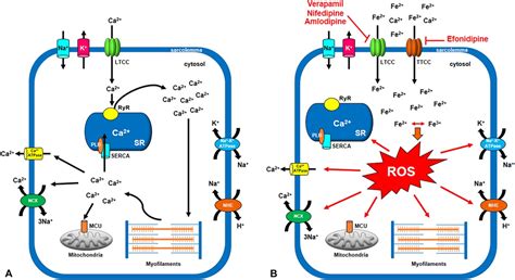 T-type and L-type Calcium Channel Blockers for the Treatment... : Journal of Cardiovascular ...