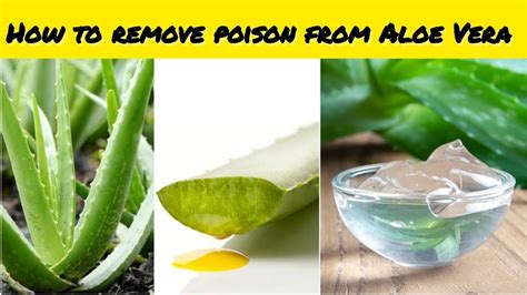 How To Remove Poison From Aloe Vera DIY Homemade Aloe Vera Gel How