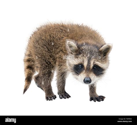 Baby Raccoon portrait isolated on white background Stock Photo - Alamy