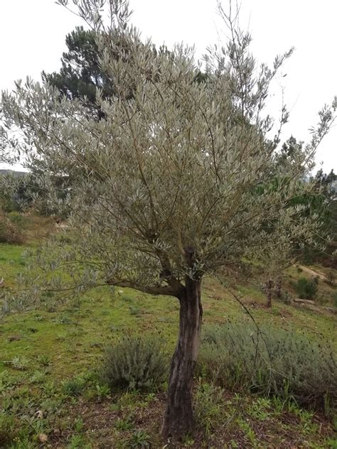 Olea Europaea L Biodiversidade