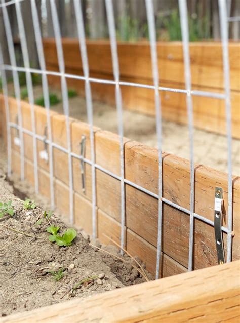 Easy Cattle Panel Trellis How To Connect To Raised Beds