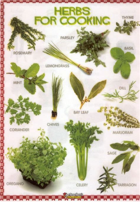 Herbs for cooking