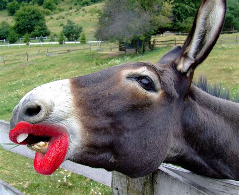 Thanks I Hate that this Donkey is Sexy : r/TIHI