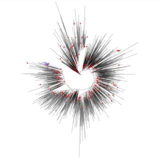 Maximum Likelihood Phylogenetic Tree Depicting The Phylogenetic