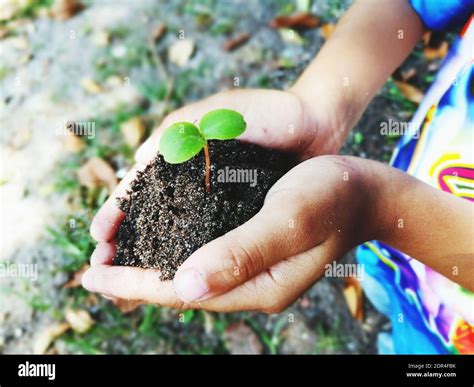 Boy Holding Sapling Hi Res Stock Photography And Images Alamy