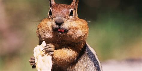 Chipmunk Habitat Map