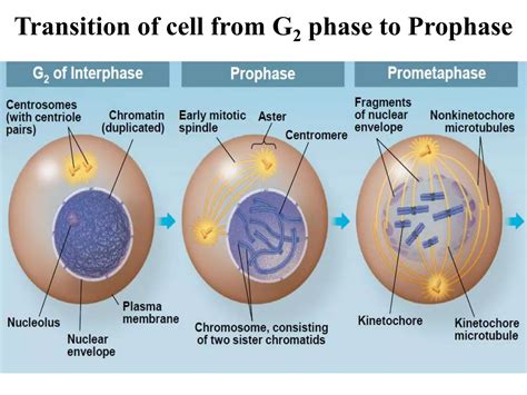 Cel Cycle And Its Regulation Ppt Free Download