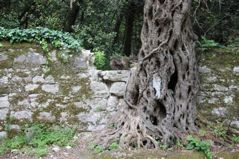 Pareti Di Pietra Con I Fiori Bianchi Germoglianti Fotografia Stock