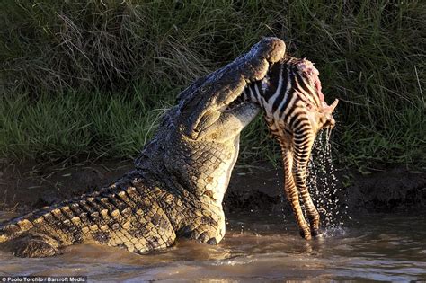 Nile Crocodile Eating